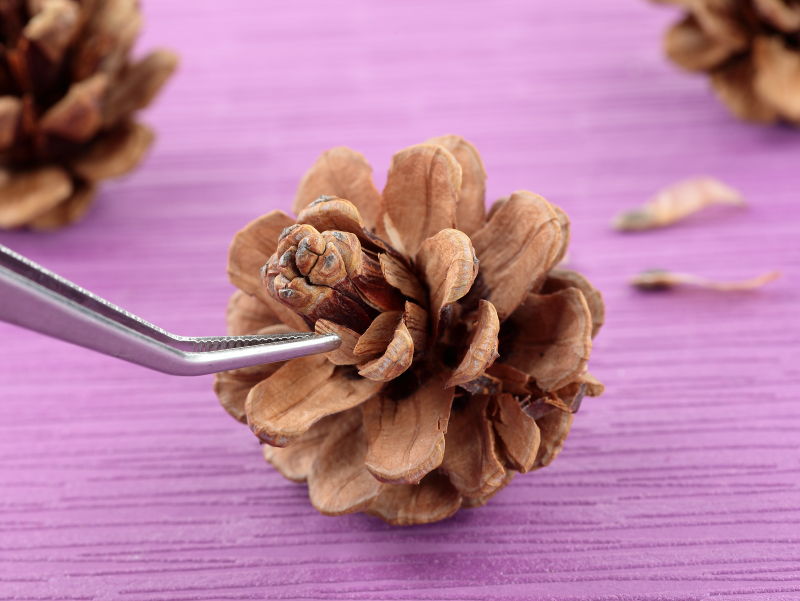 ピンセットを使い、松ぼっくりの硬いうろこ状の隙間から、マツの翼果を取り出そうとしている写真