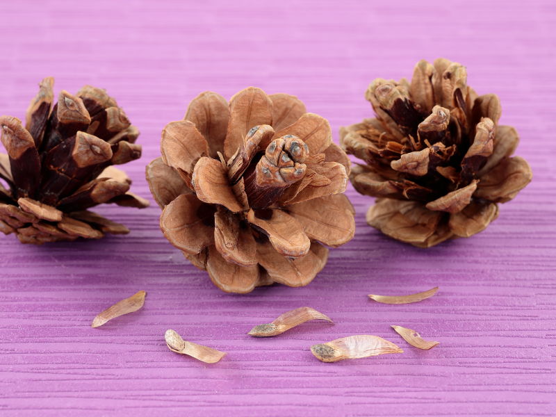 松ぼっくり3個の手前に、取り出されたマツの翼果タネが一緒に写っている