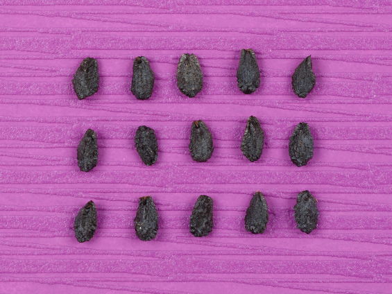 ゴツゴツの黒いタネが並んでいる写真