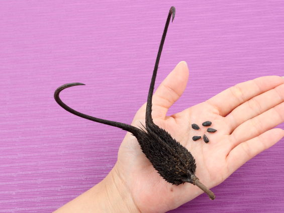 キバナツノゴマのタネ５粒と爪のある実を手に乗せている写真