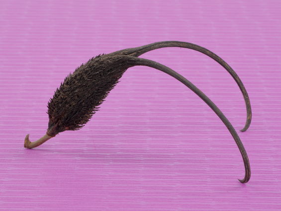 ２本の鋭い爪が特徴的な実の写真