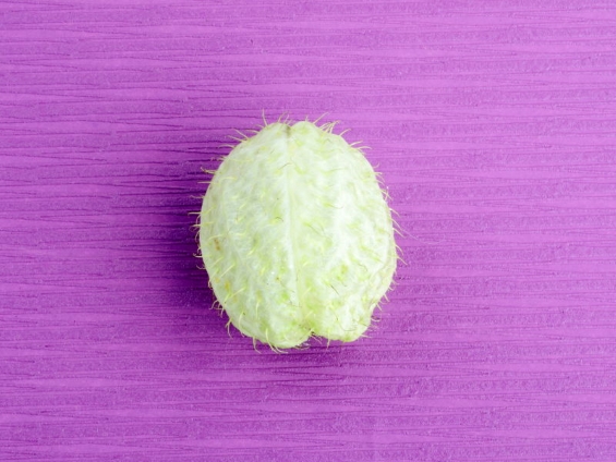 大きさ約5センチの淡い黄緑色の風船のような実が1個ある写真