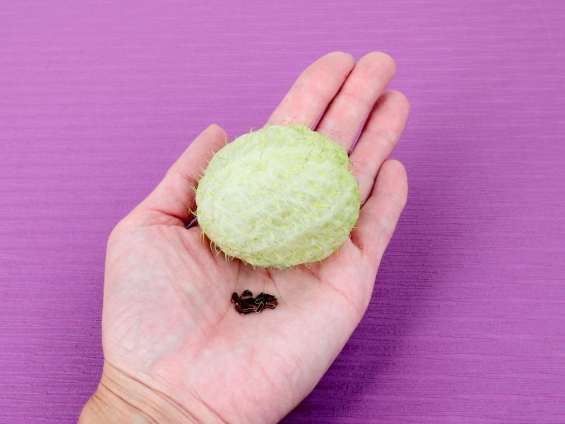 人間の手のひらに実とタネを乗せて、大きさの比較を見る写真