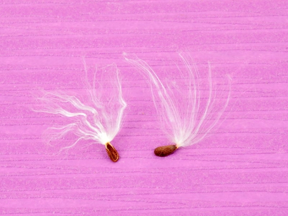 ワタ毛を付けたままのタネが2個並んでいる写真