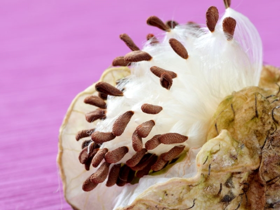 実が割れ、中からワタ毛が空気を含むように膨らみ、タネを外に押し出している写真