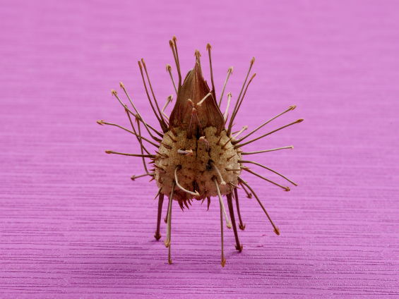 先端が錨（いかり）のような形をしたするどい針が放射状に飛び出ているウンカリーナ グランディディエリのタネ