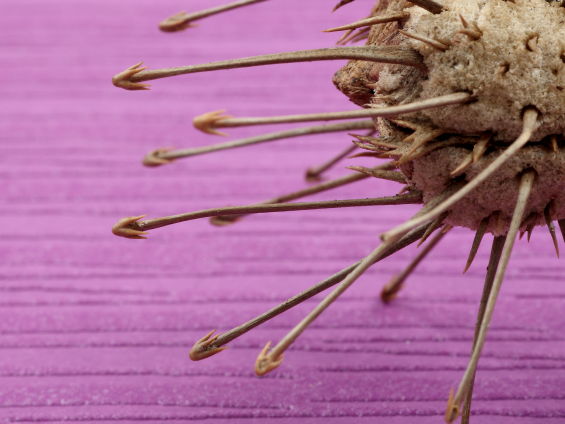 先端が錨（いかり）のような形をしたするどい針が放射状に飛び出ているウンカリーナ グランディディエリのタネ
