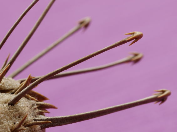 先端が錨（いかり）のような形をしたするどい針が放射状に飛び出ているウンカリーナ グランディディエリのタネ