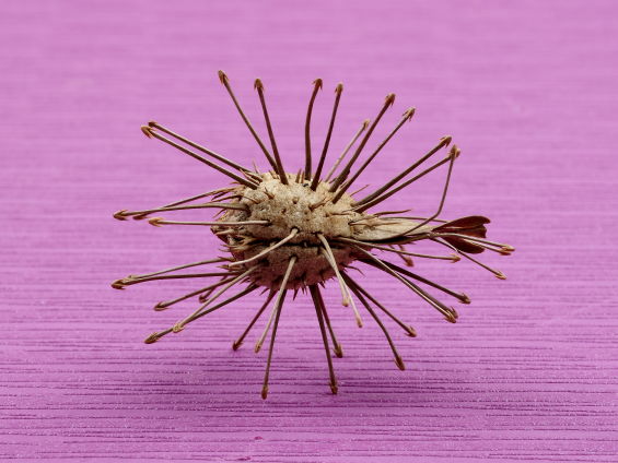 先端が錨（いかり）のような形をしたするどい針が放射状に飛び出ているウンカリーナ グランディディエリのタネ