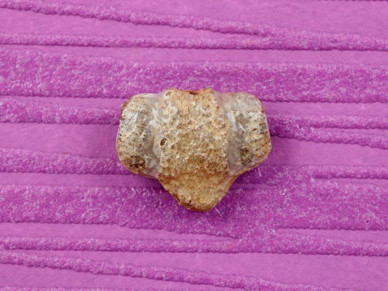 クロワッサンのようなカラスウリのタネの拡大写真