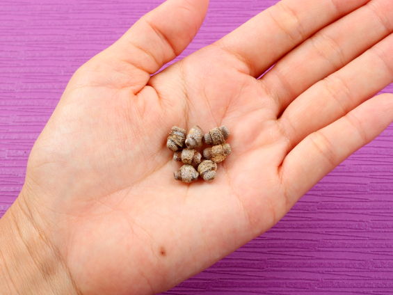 ７粒のカラスウリのタネを手に乗せている写真