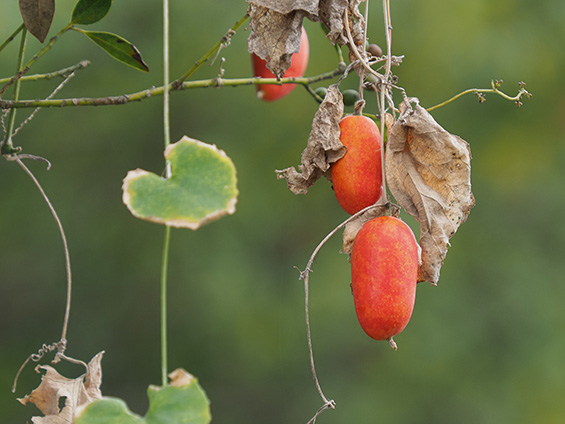 秋の雑木林で赤い実をつけるカラスウリの写真
