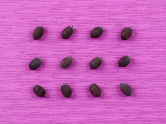 ハスのタネが整列している写真