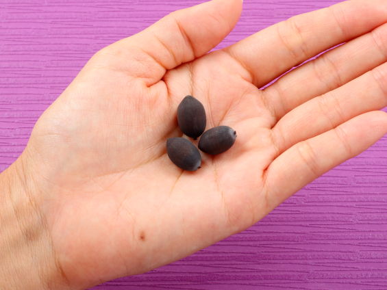 3粒のハスのタネを手に乗せている写真