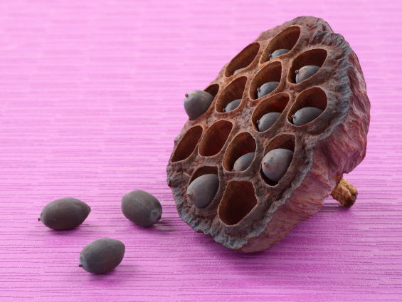 ハスの花托から3粒タネがこぼれている写真