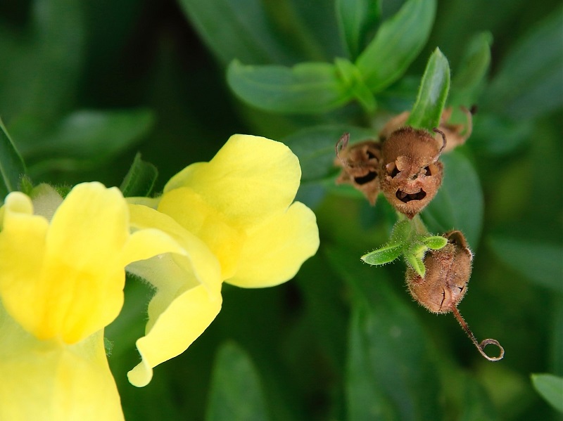 キンギョソウの花とドクロのような顔をしたさく果が並んだ画像