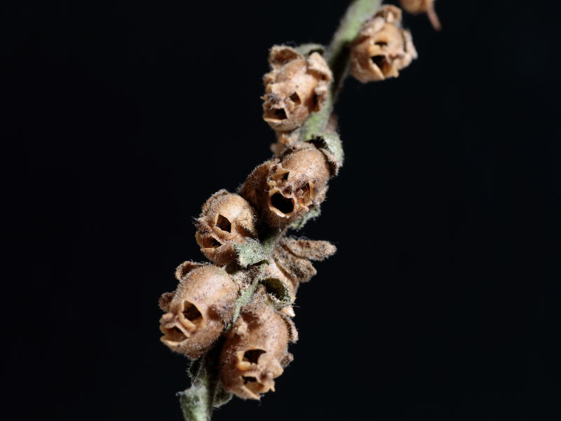 さく果が茶色の時期にドクロのような顔がびっしりと並んだ画像