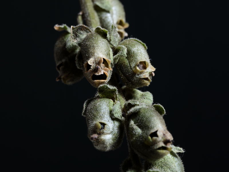 さく果が緑色の時期にドクロのような顔がびっしりと並んだ画像