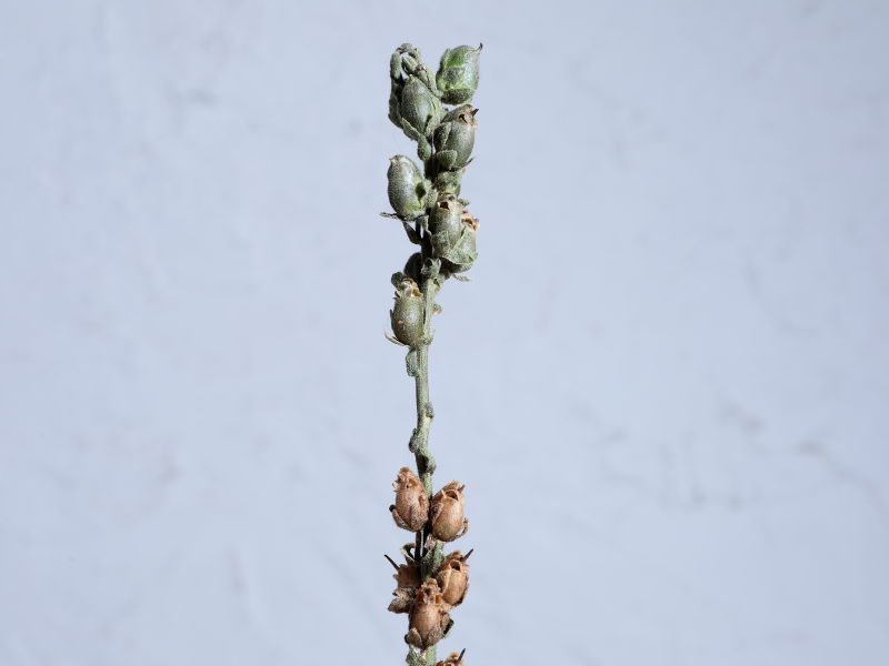 キンギョソウの花が終わったあとの穂の状態