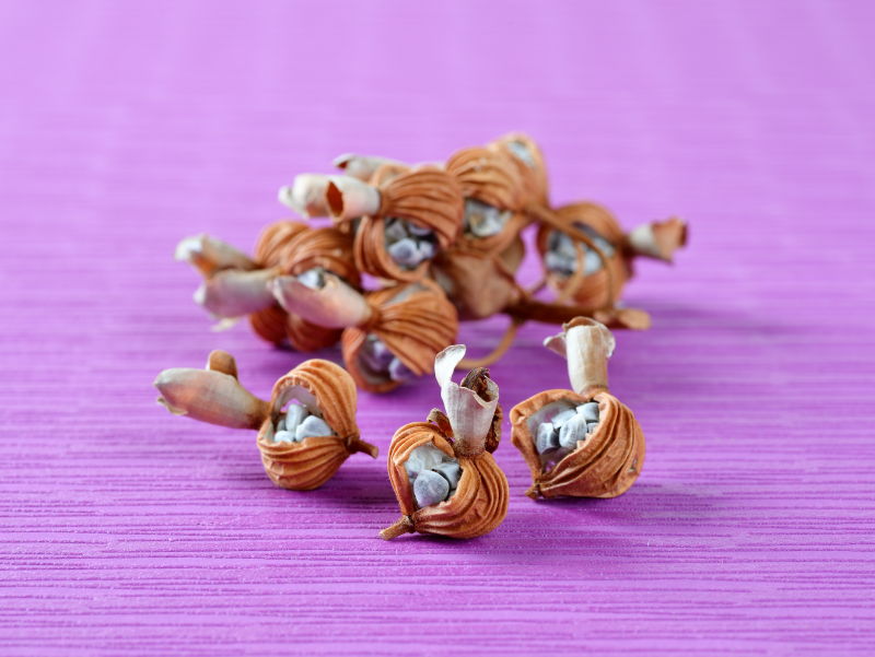 巾着のような殻に包まれたゲットウのタネ