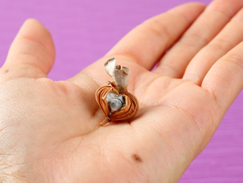 手のひらにゲットウのタネをのせた画像