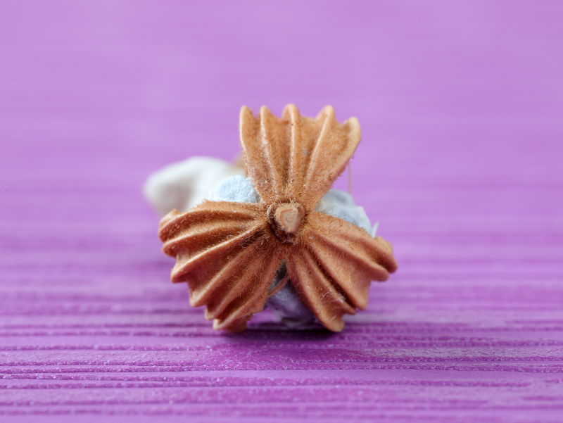 ゲットウのタネの殻の様子