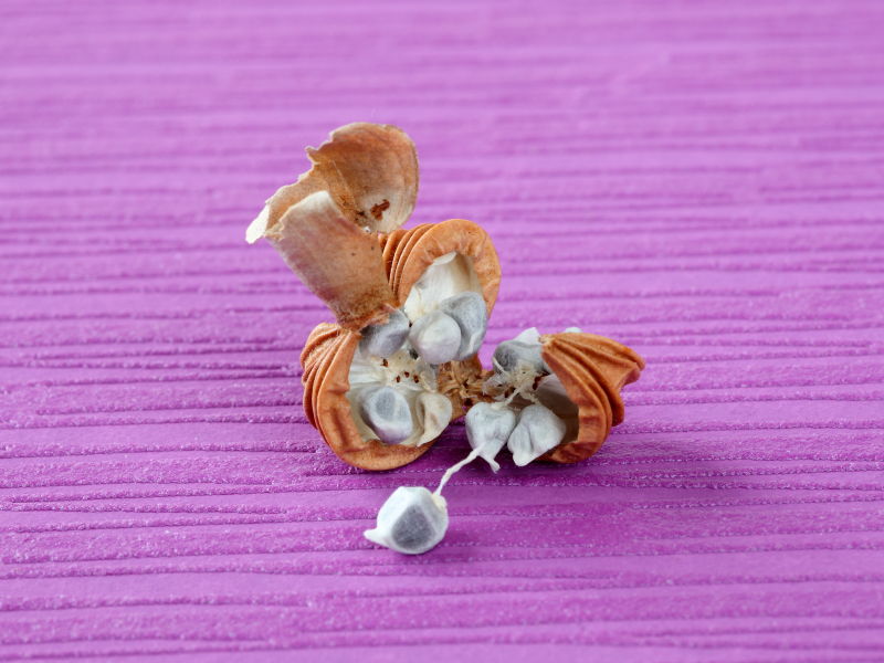 殻からこぼれだすゲットウのタネの様子