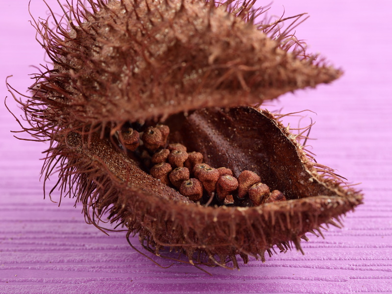 恐竜の口があいたような実の中にタネが沢山つまっています。