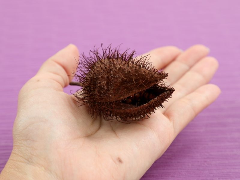 手のひらにベニノキの実をのせた画像
