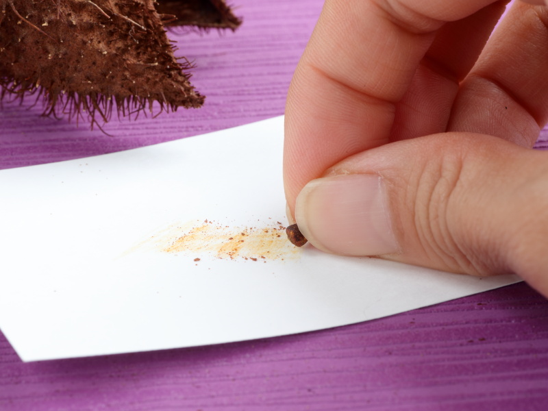 ベニノキのタネを白い紙にこすりつけ色を塗っている様子