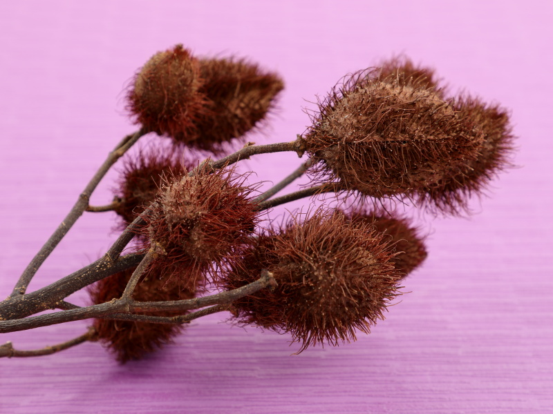 ベニノキの熟した実が枝についている様子