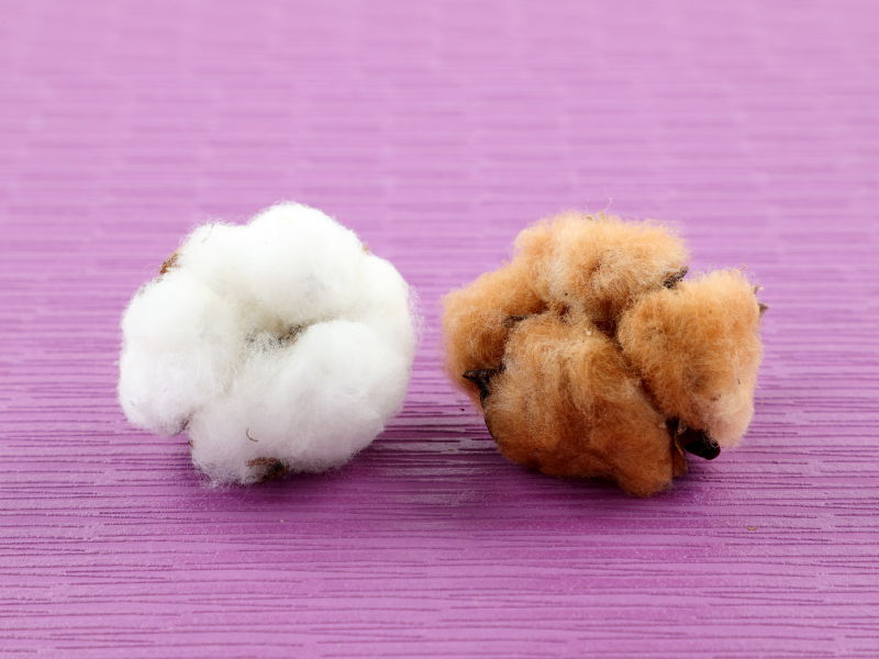 白と茶のワタを並べた画像