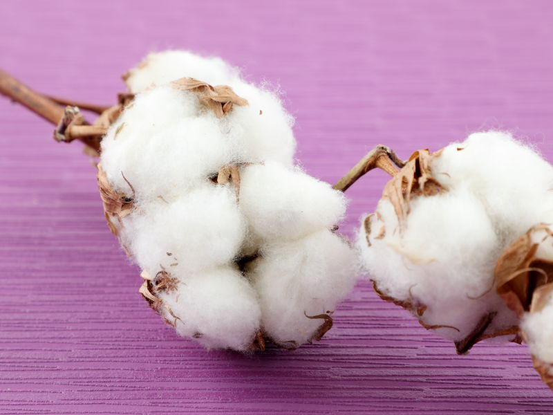 白いワタが房になっている画像