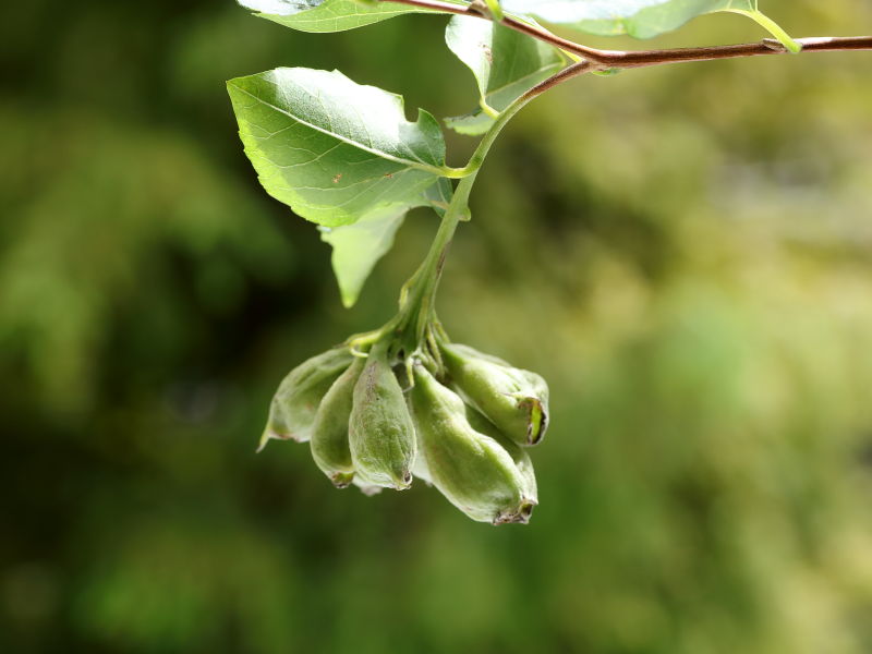 「写真1」枝の先端に黄緑色の指のように房になった部分を撮影した写真