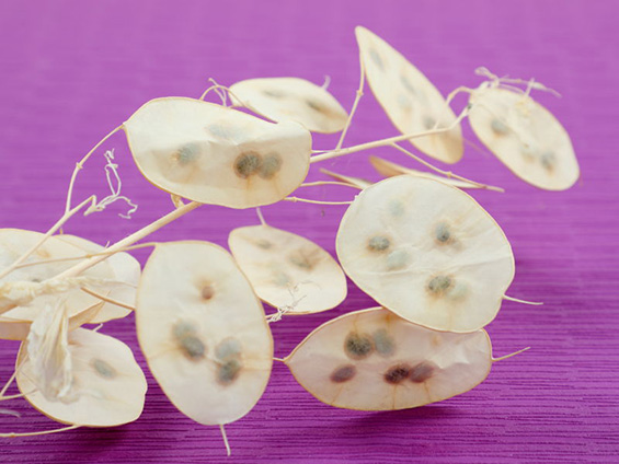 ルナリアの枝の写真