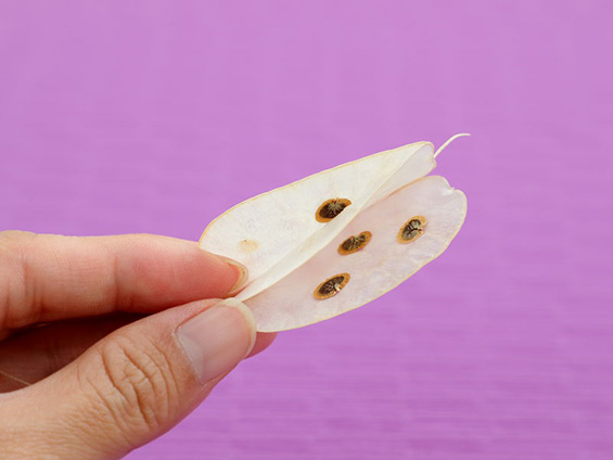 半透明な莢の膜を手で開いてタネをじかに見ている写真