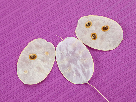 ルナリアの莢を三枚おろしに開いた写真