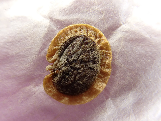 平らなこげ茶色のタネの周りに明るい茶色の襟がついているルナリアのタネ