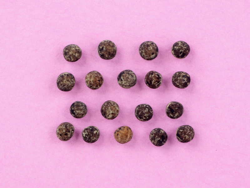 ヤハズエンドウのタネの写真