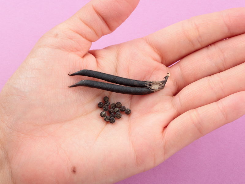 手のひらの上のヤハズエンドウのタネと莢の写真