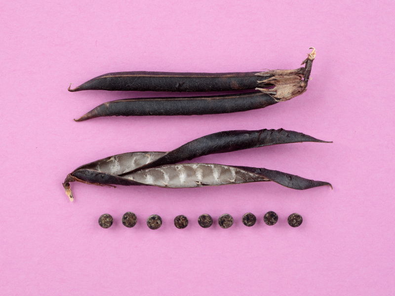 ヤハズエンドウのタネと莢の写真