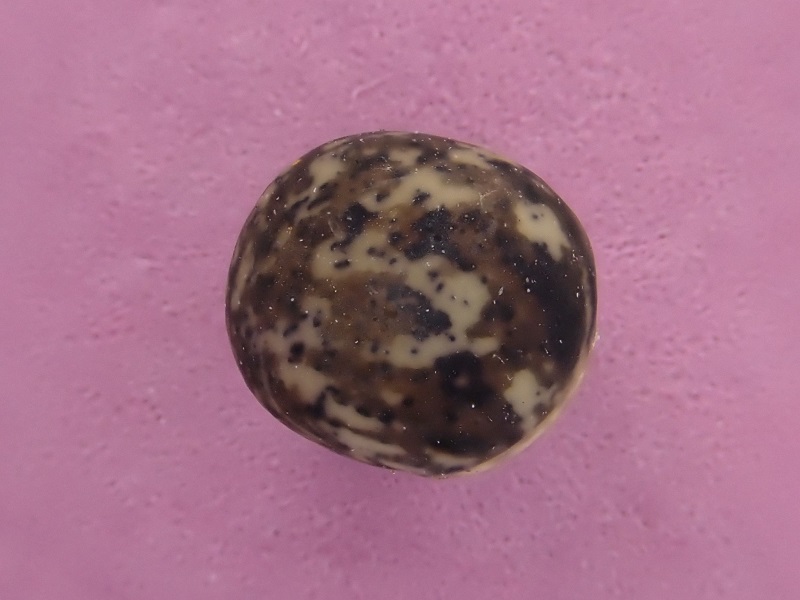 ヤハズエンドウのタネの接写写真