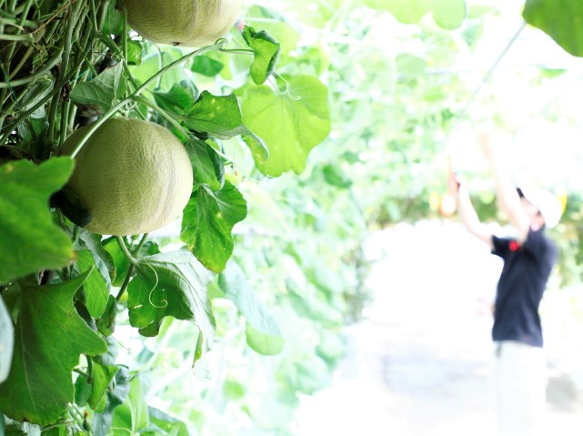 メロン「ころたん」の剪定作業