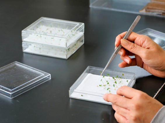 発芽検定試験の様子