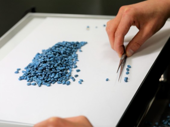 タネの純度検査の様子