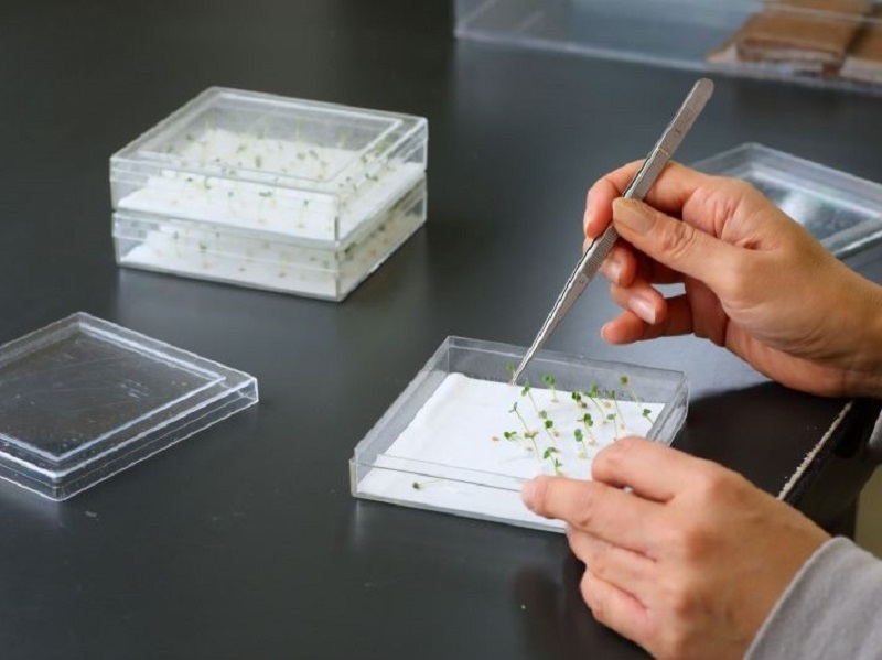 ピンセットを使った発芽検査の様子