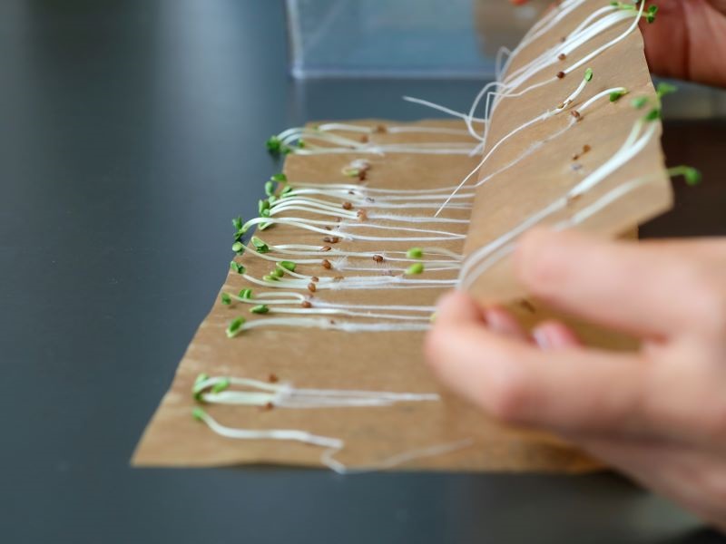 発芽検査の様子