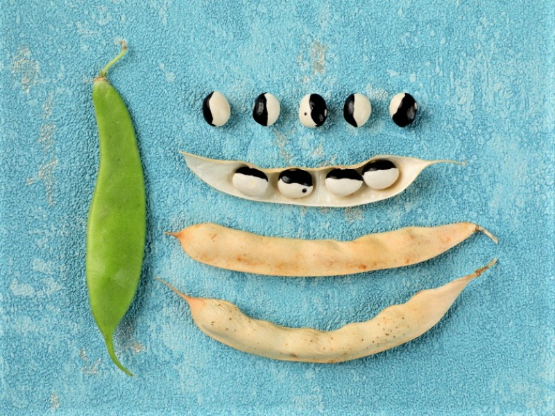 パンダマメのタネ