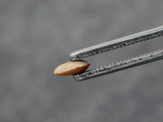 平らなレンズマメの様子