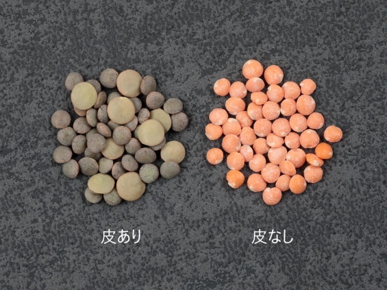 レンズマメの皮あり、皮なしの比較。